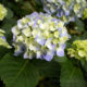 Pale yellow-green and blue hydrangea