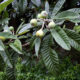 Still green loquat fruits