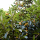 Loquat fruits ready to eat?