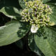 Variegated hydrangea