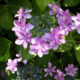 Double-flowered hydrangea