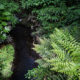 A brook in Meiji Shrine