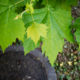 Young leaves of plane tree