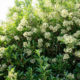 White flowers of sweet viburnum