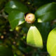 Fruit of Camellia japonica