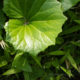 Leopard plant