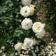 White-cream roses