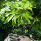 Fatsia japonica (Glossy-leaf paper plant)