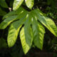 Fatsia japonica in May