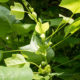 Young leaves of Tulip tree