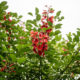 Cockspur coral tree