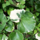 Variegated leopard plant