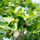 Young Ginkgo nuts