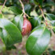 Fruit of Camellia japonica