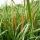 Reedmace