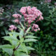 Joe-Pye weed