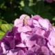 Young mantis on Hydrangea