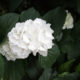 White hydrangea