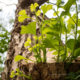 Young leaves of ginkgo