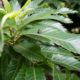 A ladybug on the leaf of sawtooth oak