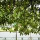 Loquat branches and leaves