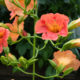 Chinese trumpet vine