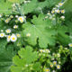 Weeds on a rainy season