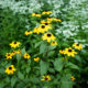 Brown-Eyed Susan