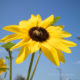 Sunflower and a bee