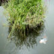 Koi carp in the pond