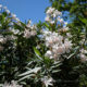 Nerium oleander