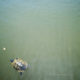 Turtle in the pond