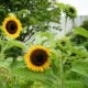 Sunflowers in Shiba Park