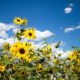 Sunflowers in a small park