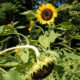 Sunflowers facing various directions