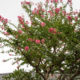 Crape myrtle