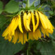 Sunflower facing straight down