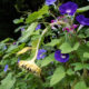 Sunflower and morning glory