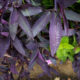 Purple leaves after the rain