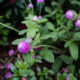 Globe amaranth and butterfly