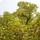 Giant tulip tree