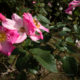 Pink rose with a bee