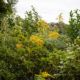 Canadian Goldenrod by the pond