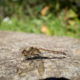 Dragonfly up close