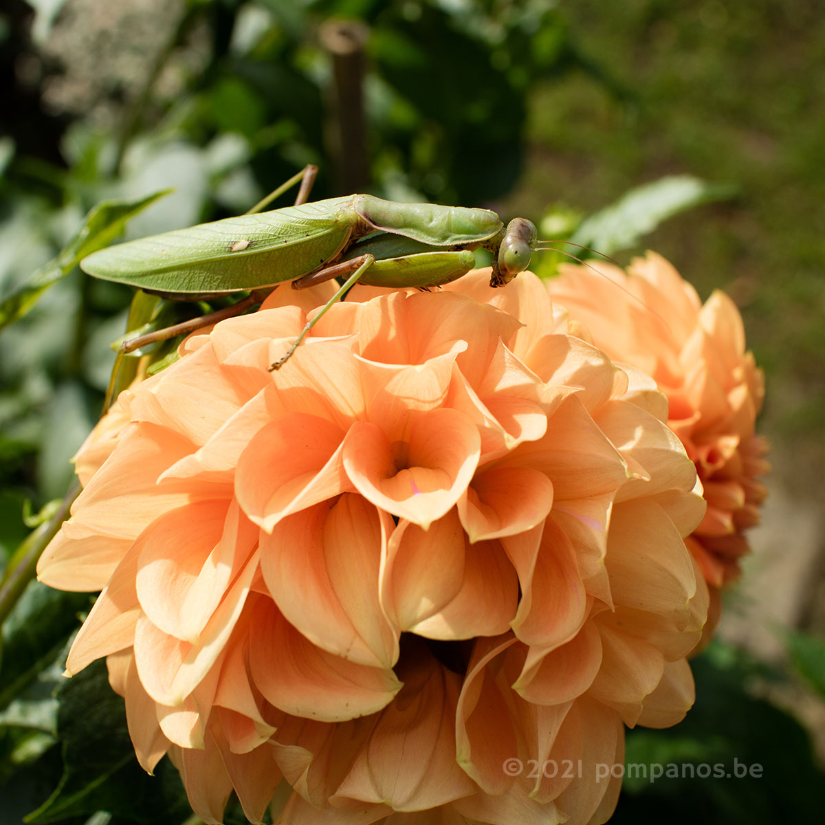 Mantis on orange dahlia flowers