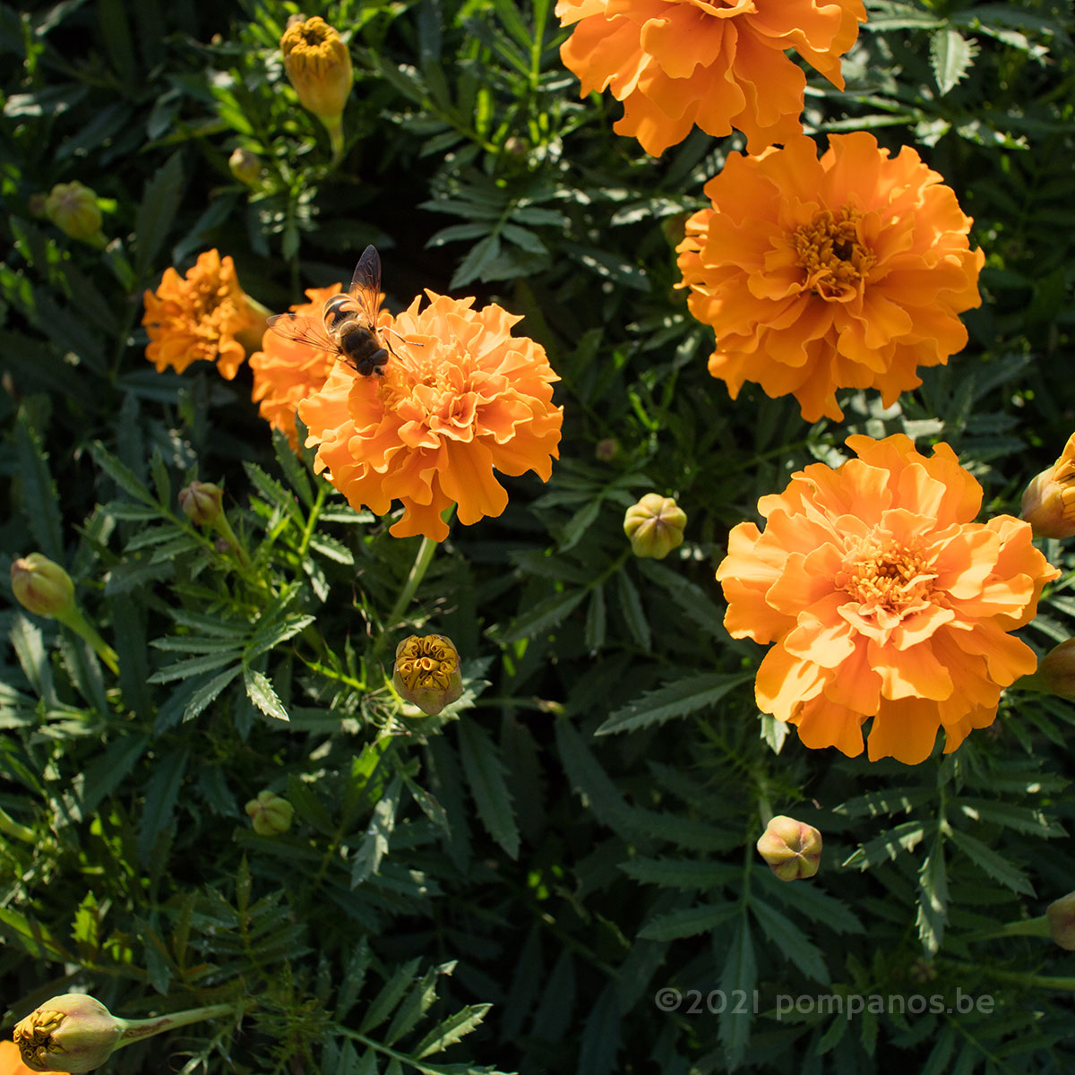 Marigold flower and a hoverfly