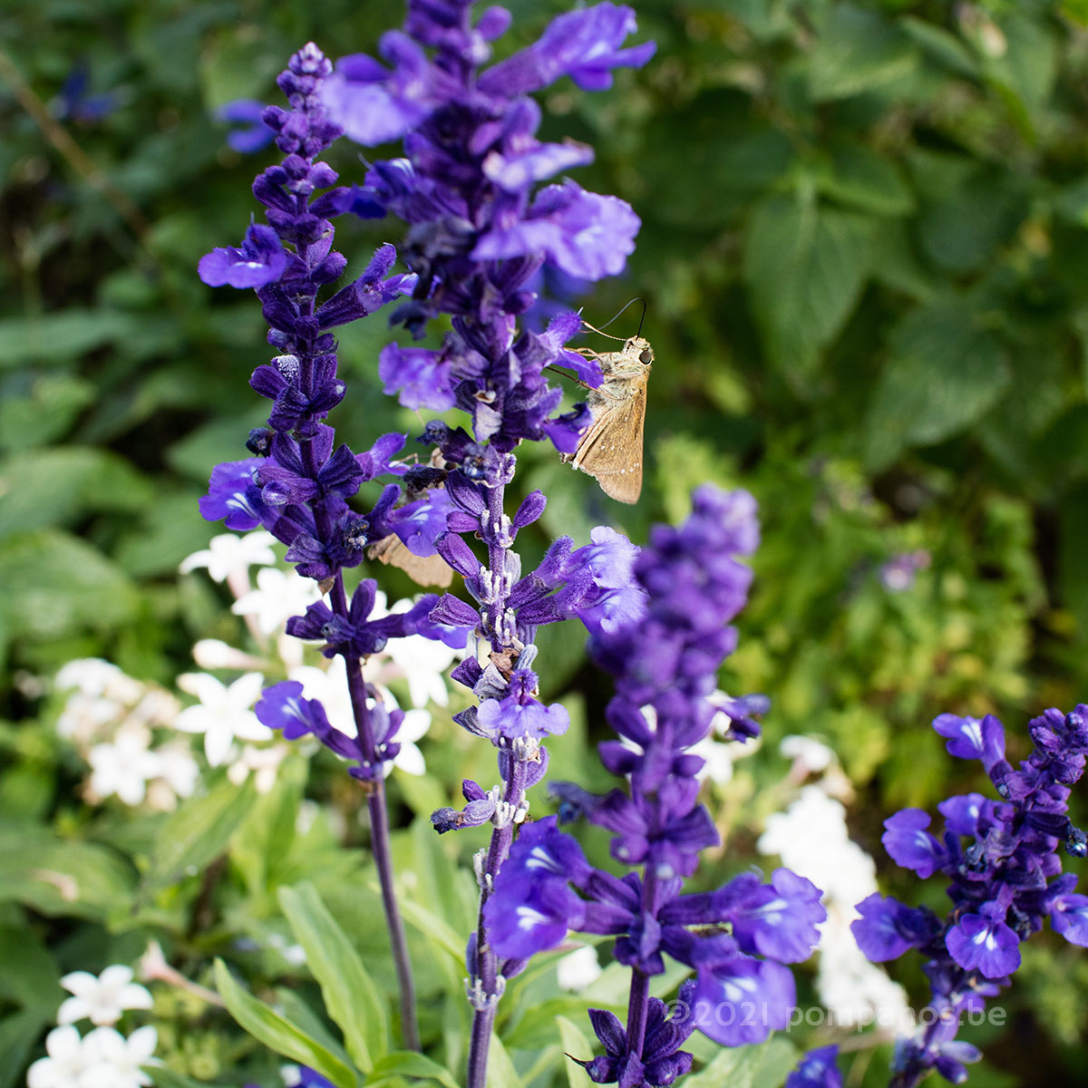 Mealycup sage and skippers