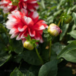 Red and white dahlia buds