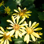 Leopard plant flowers and a skipper