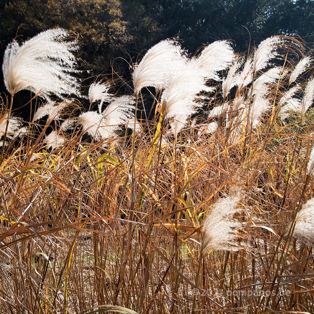 Shining Japanese silver grass